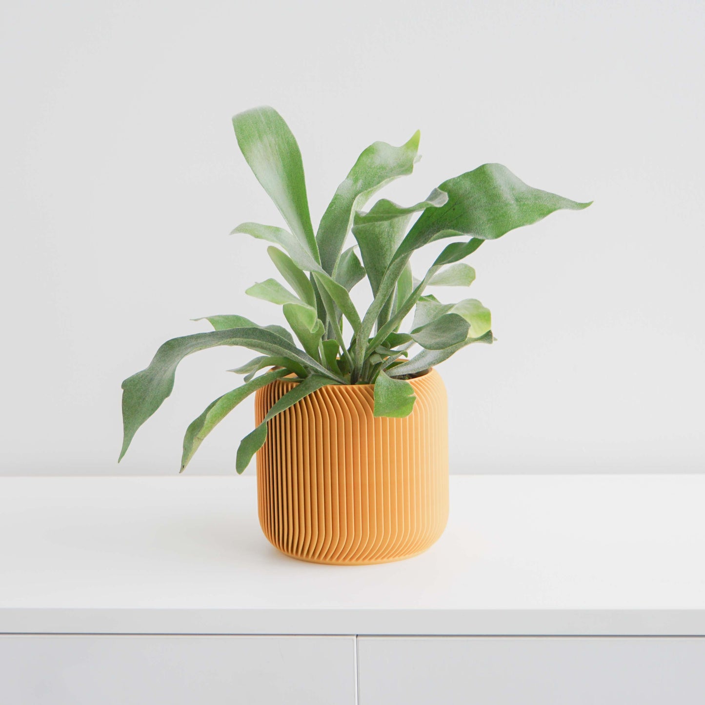 Pine Planter