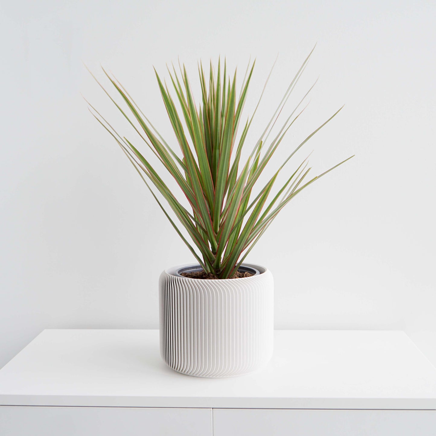 Pine Planter