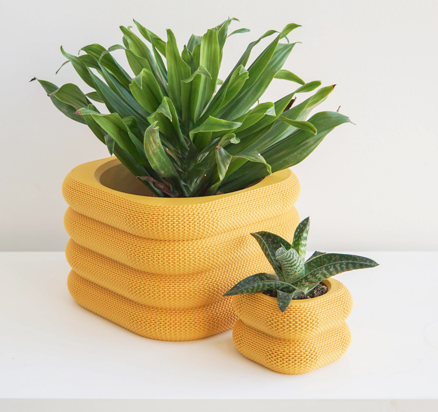 Yew Planter