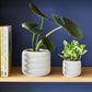 Cypress Planter