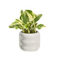 Cypress Planter