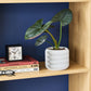 Cypress Planter