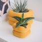 Yew Planter
