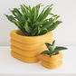 Yew Planter